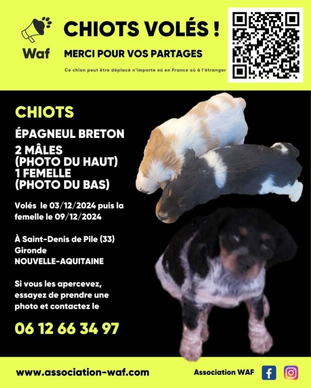 chien volés gironde