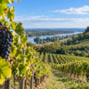 Premières côtes de Bordeaux : le rouge et le blanc sec en projet