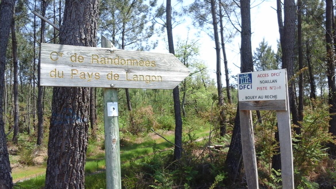 Forêt de pins à Noaillan, en Sud-Gironde, avec un panneau de piste de défense contre les incendies (DFCI)