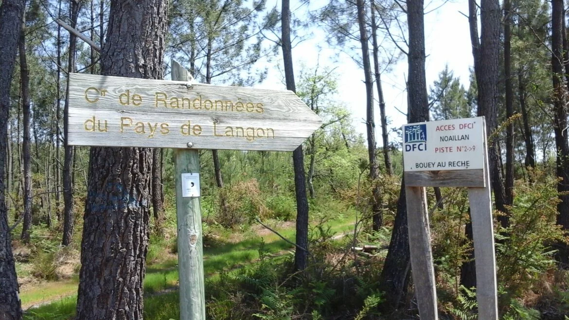Forêt de pins à Noaillan, en Sud-Gironde, avec un panneau de piste de défense contre les incendies (DFCI)