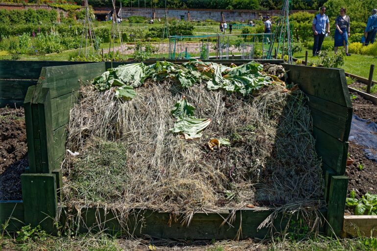 Composteur en bois rempli de paille, de feuilles de rhubarbe et de déchets végétaux dans un jardin potager
