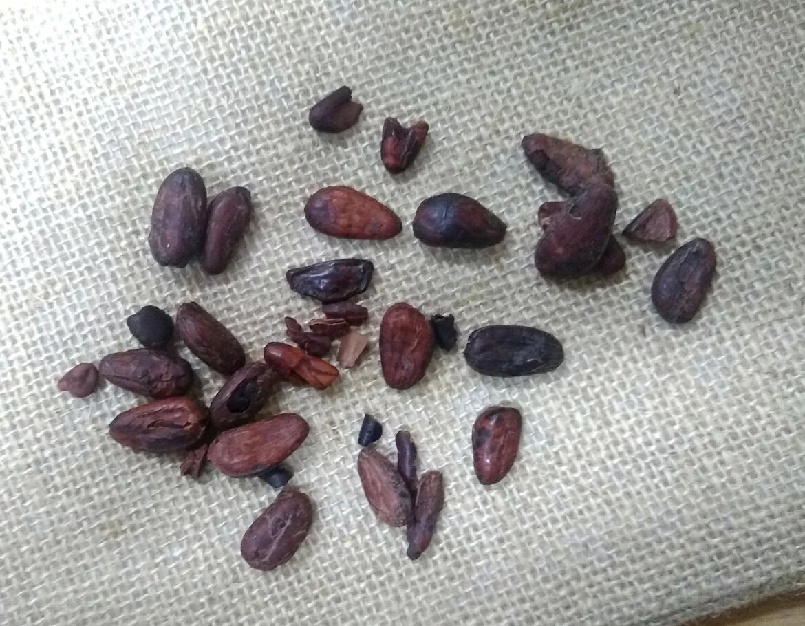 Fèves de cacao torréfiées posées sur une toile de jute, matière première du chocolat de Patrick Brossard à La Réole